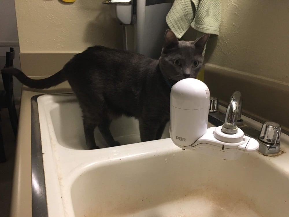 In the sink