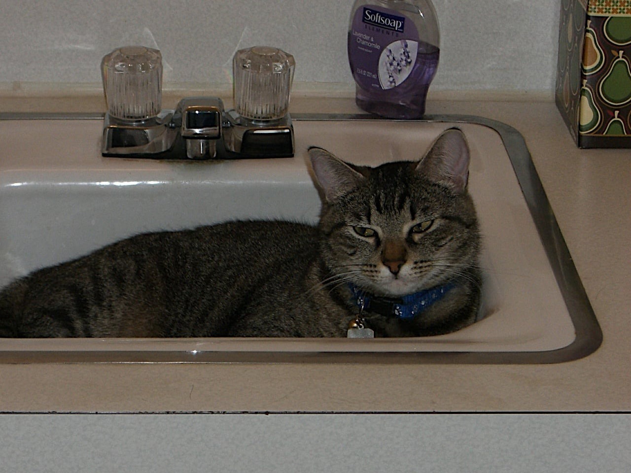 Relaxing in the sink